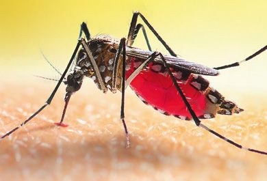 Dengue-Fieber – Update Prävention