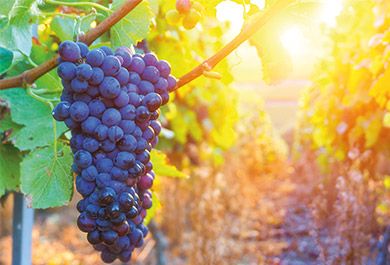 Wein und Diabetes – etablierte Erkenntnisse und neuere Forschungen